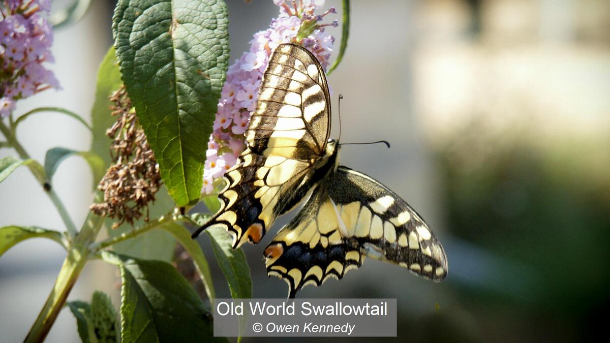 16_Old World Swallowtail_Owen Kennedy